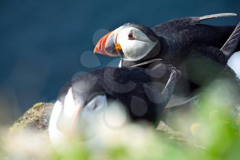 Royalty Free Photo of Puffins