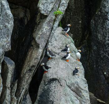 Royalty Free Photo of Puffins on a Rock