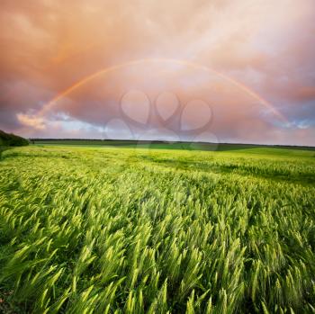Royalty Free Photo of a Rainbow Over a Wheat Field