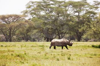 Royalty Free Photo of a Black Rhinoceros
