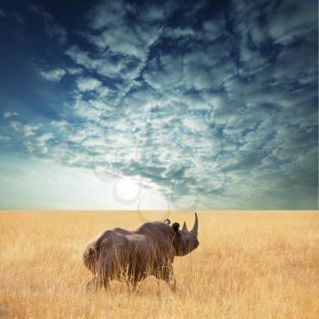 Royalty Free Photo of a Rhinoceros