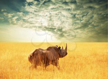 Royalty Free Photo of a Rhinoceros