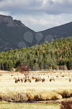Royalty Free Photo of Deer in the Rocky Mountains