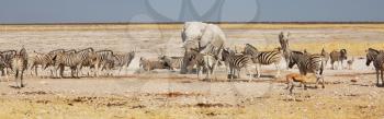 Royalty Free Photo of Zebras in Etosha, Namibia, Africa