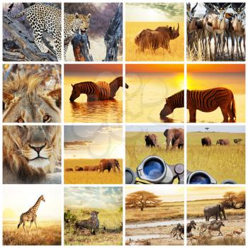 Royalty Free Photo of a Collage of African Animals