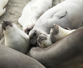 Royalty Free Photo of Elephant Seals