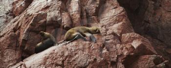 Royalty Free Photo of Sea Lions on Rocks