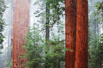 Royalty Free Photo of Sequoia National Park in the USA