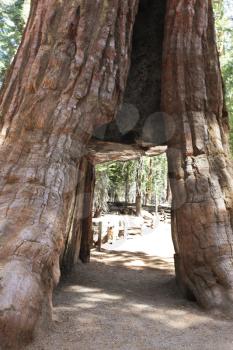 Royalty Free Photo of Sequoia Trees in Yosemite National Park