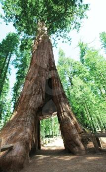 Royalty Free Photo of Sequoia Trees in Yosemite National Park