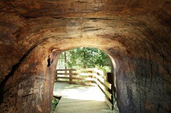 Royalty Free Photo of a Tunnel in a Sequoia Tree