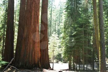 Royalty Free Photo of Sequoias in Yosemite National Park