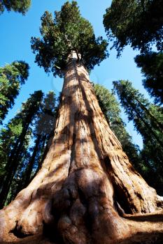 Royalty Free Photo of Sequoia National Park