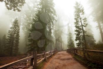 Royalty Free Photo of a Trail in Sequoia National Park, USA