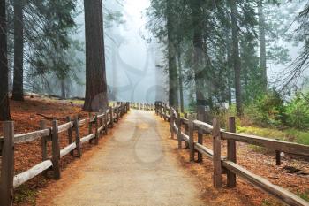 Royalty Free Photo of a Path in Sequoia National Park, USA