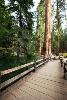 Royalty Free Photo of a Walkway in Sequoia National Park, USA