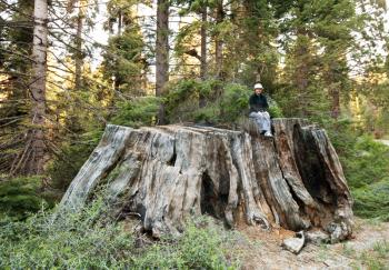 Royalty Free Photo of a Girl Sitting on a Stump in Sequoia National Park, USA