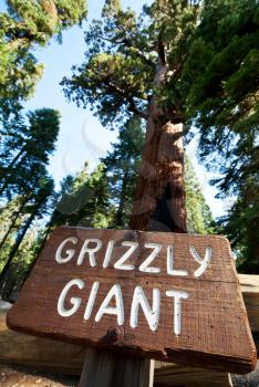 Royalty Free Photo of a Grizzly Giant Sign in Sequoia National Park