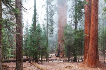 Royalty Free Photo of Sequoia National Park, USA