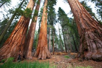 Royalty Free Photo of Sequoia Trees 