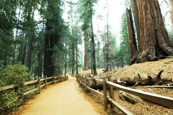 Royalty Free Photo of a Path Through Sequoia National Park, USA