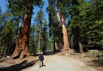 Royalty Free Photo of a Path Through Sequoia National Park, USA