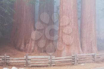 Royalty Free Photo of Sequoias
