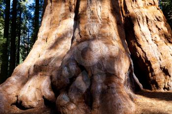 Royalty Free Photo of a Sequoia Tree
