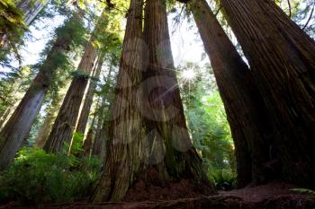 Royalty Free Photo of Sequoia Trees