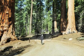 Royalty Free Photo of a Sequoias in Yosemite National Park