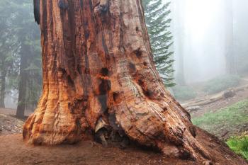 Royalty Free Photo of a Sequoia Tree