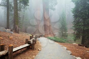 Royalty Free Photo of a Path Through a Sequoia Forest