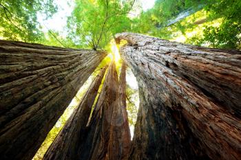 Royalty Free Photo of a Sequoia Forest