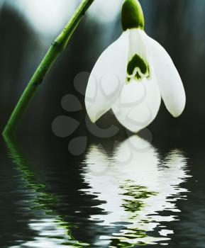 Royalty Free Photo of a Snowdrop Flower Reflecting in Water