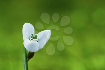 Royalty Free Photo of a Snowdrop Flower