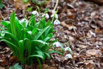 Royalty Free Photo of Snowdrop Flowers in Spring 