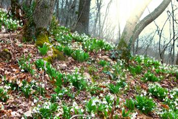 Royalty Free Photo of Snowdrop Flowers