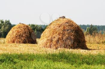 Royalty Free Photo of Piles of Straw
