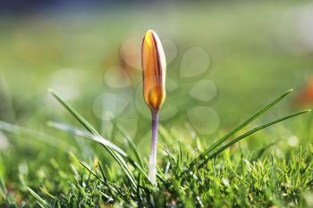 Royalty Free Photo of a Spring Flower Booming