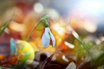 Royalty Free Photo of Snowbells in Spring