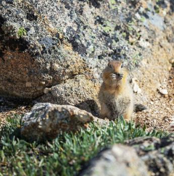 Royalty Free Photo of a Ground Squirrel