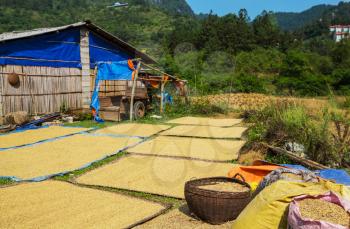 harvest in Vietnamese village