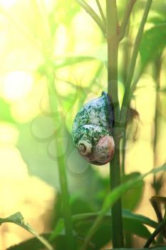 shell on grass