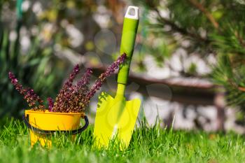 Gardening tools and vegetables in green grass at autumn season.Sunny day.