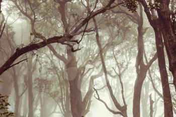 Misty Rainforest in  Costa Rica,  Central America