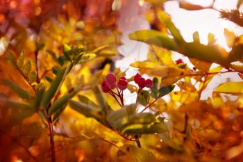 Autumn rowan tree
