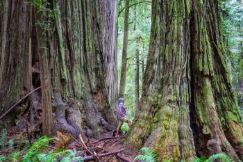 Man walking on trail in between massive redwood trees in Northern California forest, USA