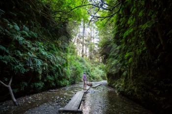 fern canyon in Redwoods National Park, USA, California