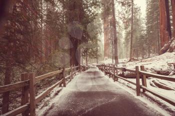 The Giant Sequoia Trees forest covered in snowe