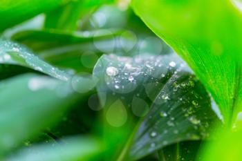 Green grass with dew drops closeup. Natural summer background.
